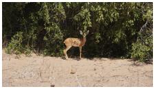 Steenbok - Damaraland