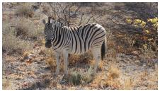 Zeebra - Etosha