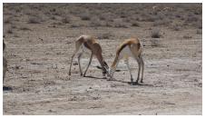 Etosha