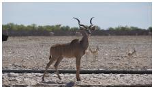 Etosha - Kudu